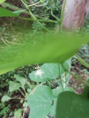 Passiflora filipes