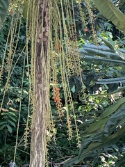 Clavija domingensis