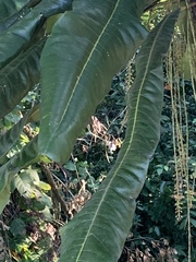 Clavija domingensis