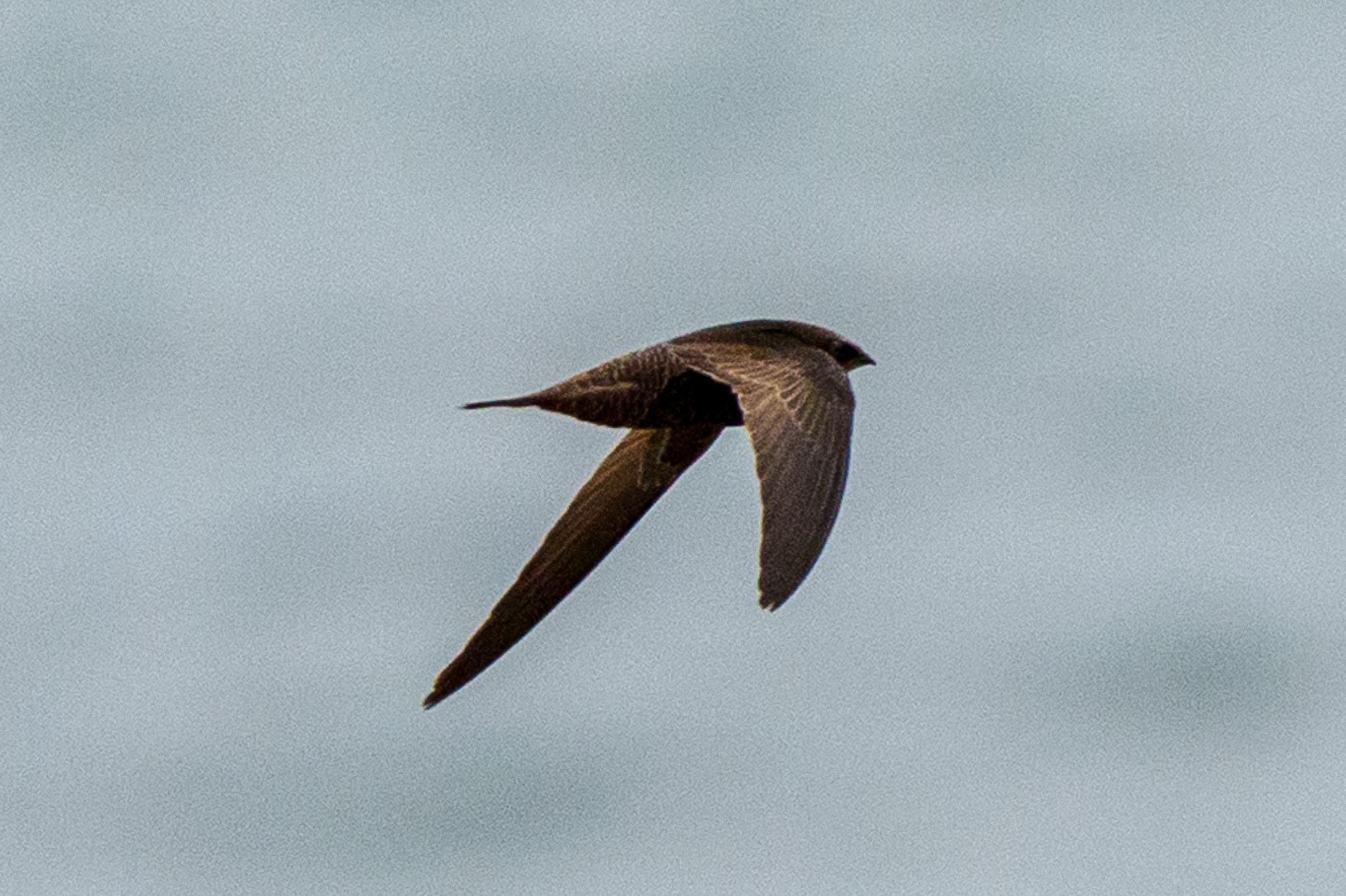 African Black Swift (Apus barbatus), photo 3