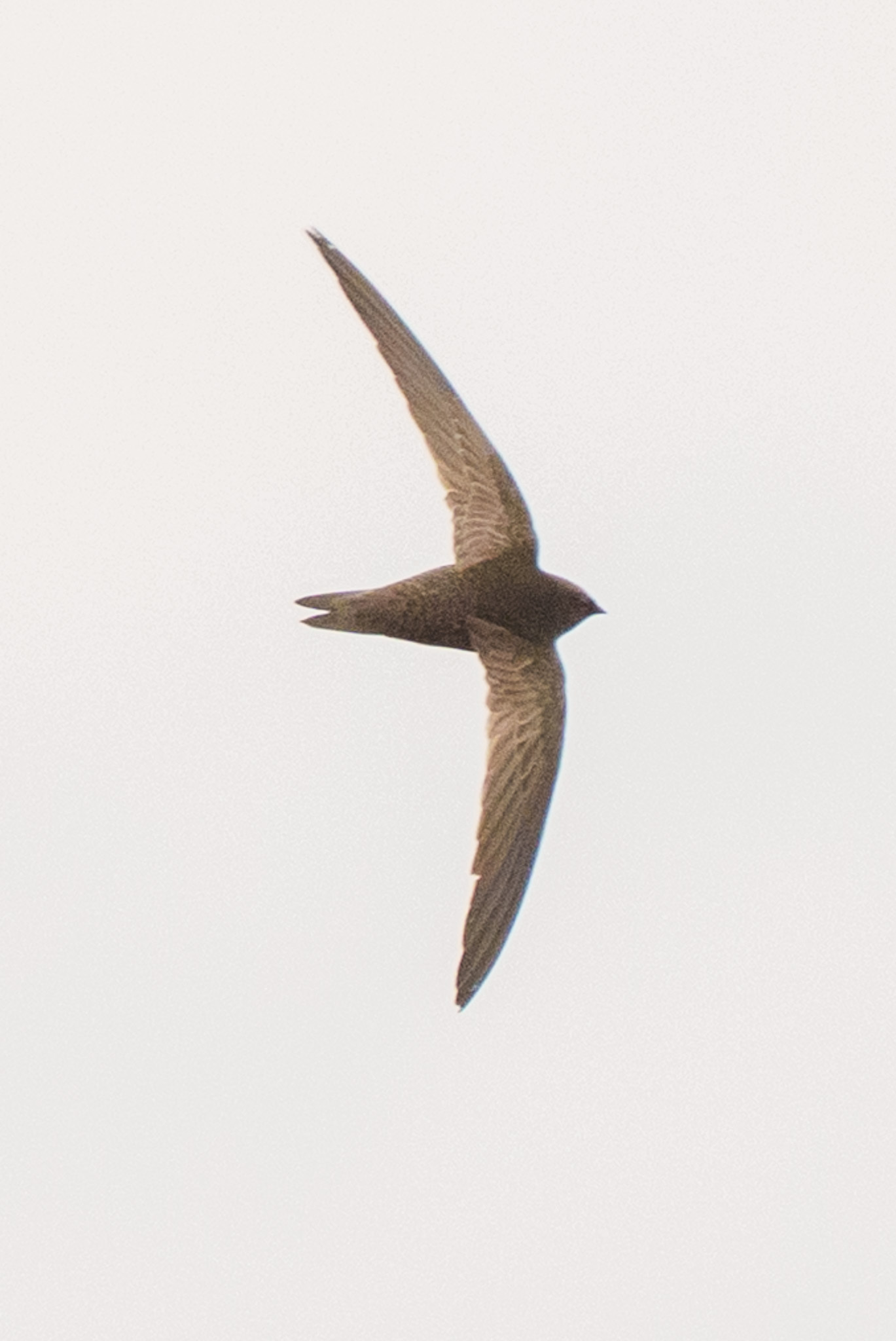 African Black Swift (Apus barbatus), photo 4