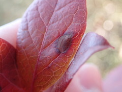 Phyllosticta vaccinii