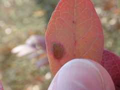 Phyllosticta vaccinii