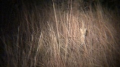 Leptailurus serval serval