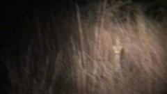 Leptailurus serval serval