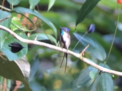 Loddigesia mirabilis