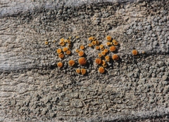 Caloplaca stanfordensis