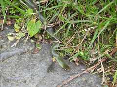Erythrolamprus epinephalus