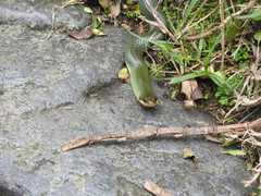 Erythrolamprus epinephalus