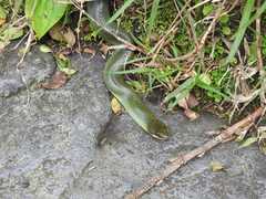 Erythrolamprus epinephalus