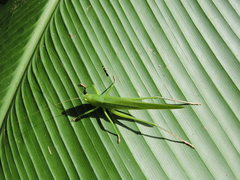 Neoconocephalus affinis