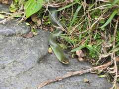 Erythrolamprus epinephalus