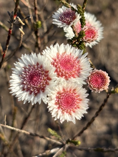 Actinodium cunninghamii, photograph 4