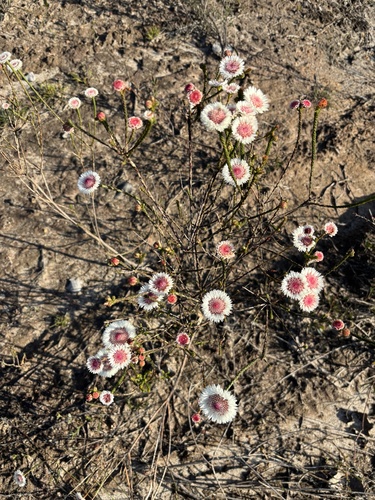 Actinodium cunninghamii, photograph 5