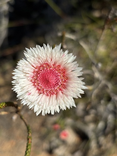 Actinodium cunninghamii, photograph 6