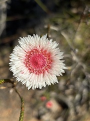 Actinodium cunninghamii, photograph (c) tessskye, some rights reserved (CC BY)