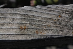 Caloplaca stanfordensis