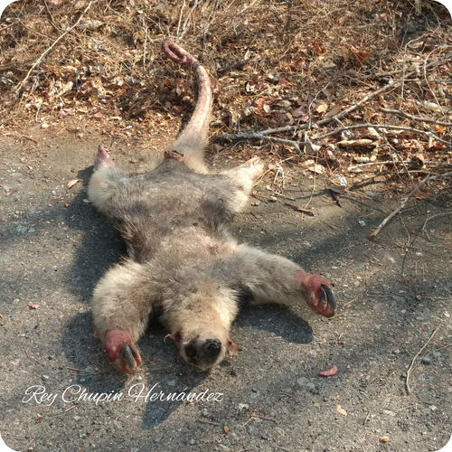 Northern Tamandua (Tamandua mexicana)
