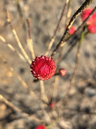 Albany daisy (Actinodium cunninghamii)