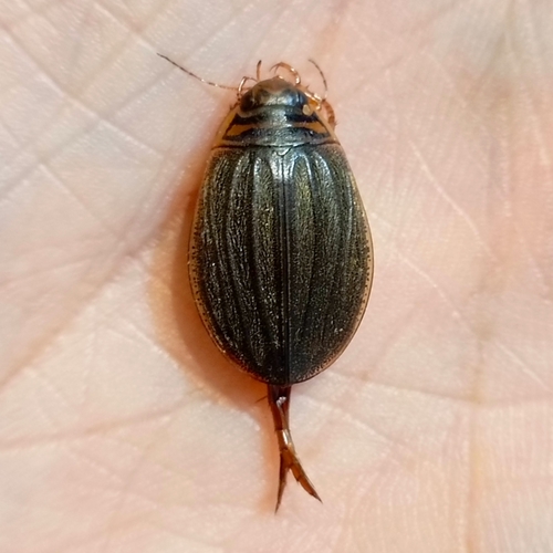 scarce lesser diving beetle