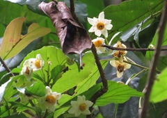 Sloanea langii