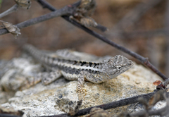 Microlophus occipitalis