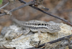 Microlophus occipitalis