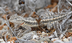 Microlophus occipitalis