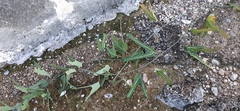 Passiflora mexicana