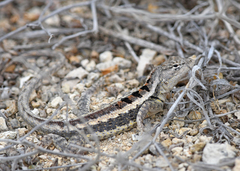 Microlophus occipitalis