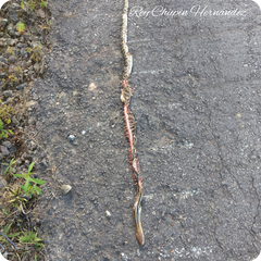 Pituophis lineaticollis