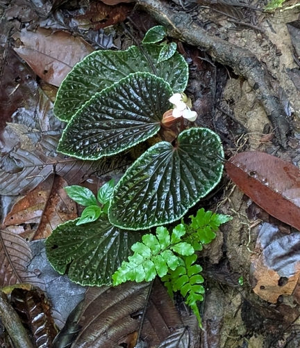 Begonia ruthiae