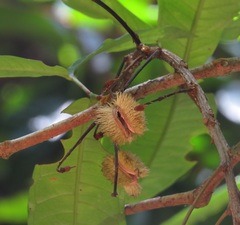 Sloanea langii