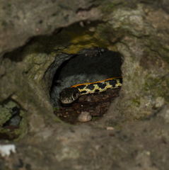 Thamnophis cyrtopsis ocellatus
