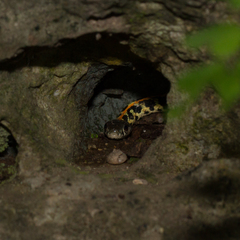 Thamnophis cyrtopsis ocellatus