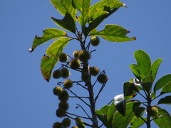 Sloanea langii