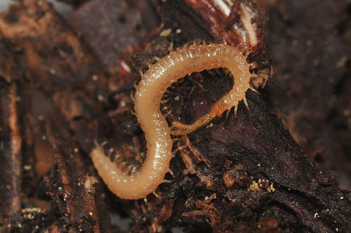Eurygeophilus