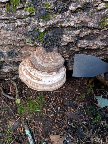 Ganoderma applanatum