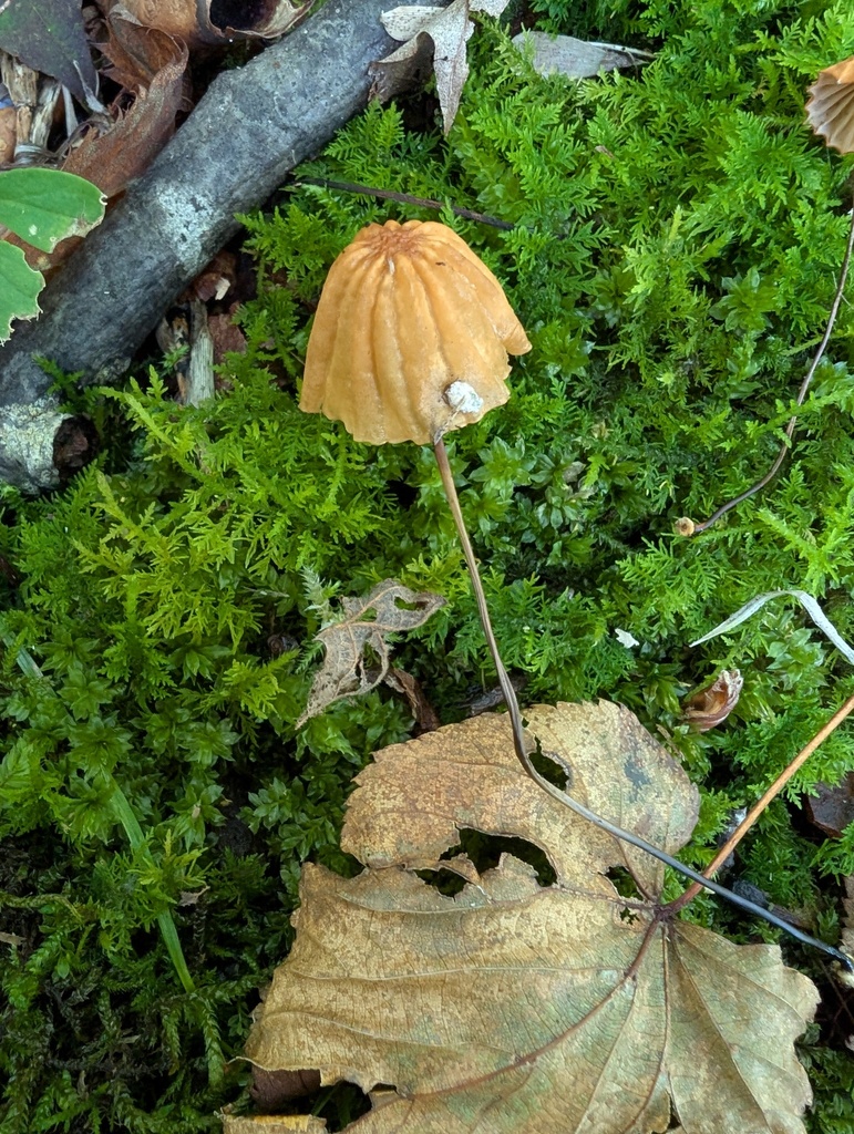 Marasmius siccus · September 2025 · photo: © atsushi_nakajima_cirque (iNaturalist, cc-by)