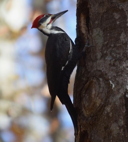 Pileated Woodpecker photographed in Georgia