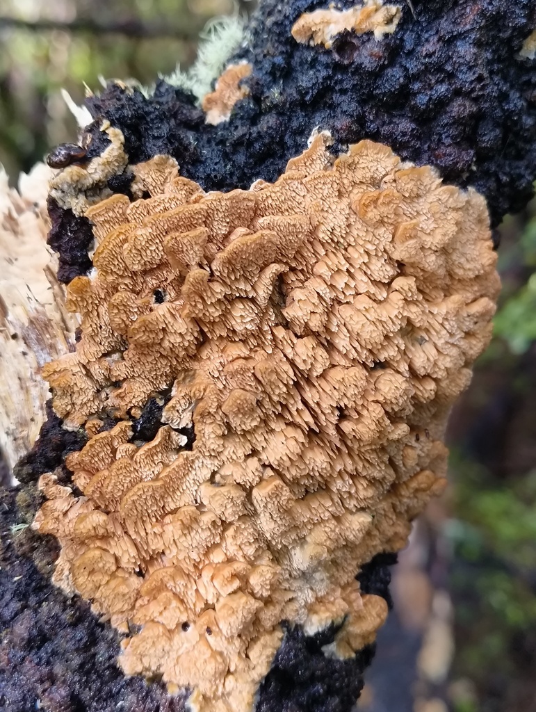 Cerrena zonata