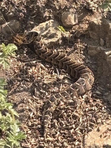 Puff Adder