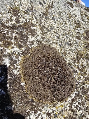 Xanthoparmelia pulla