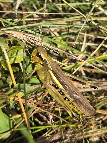 Large Marsh Grasshopper