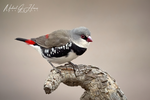 Diamond Firetail