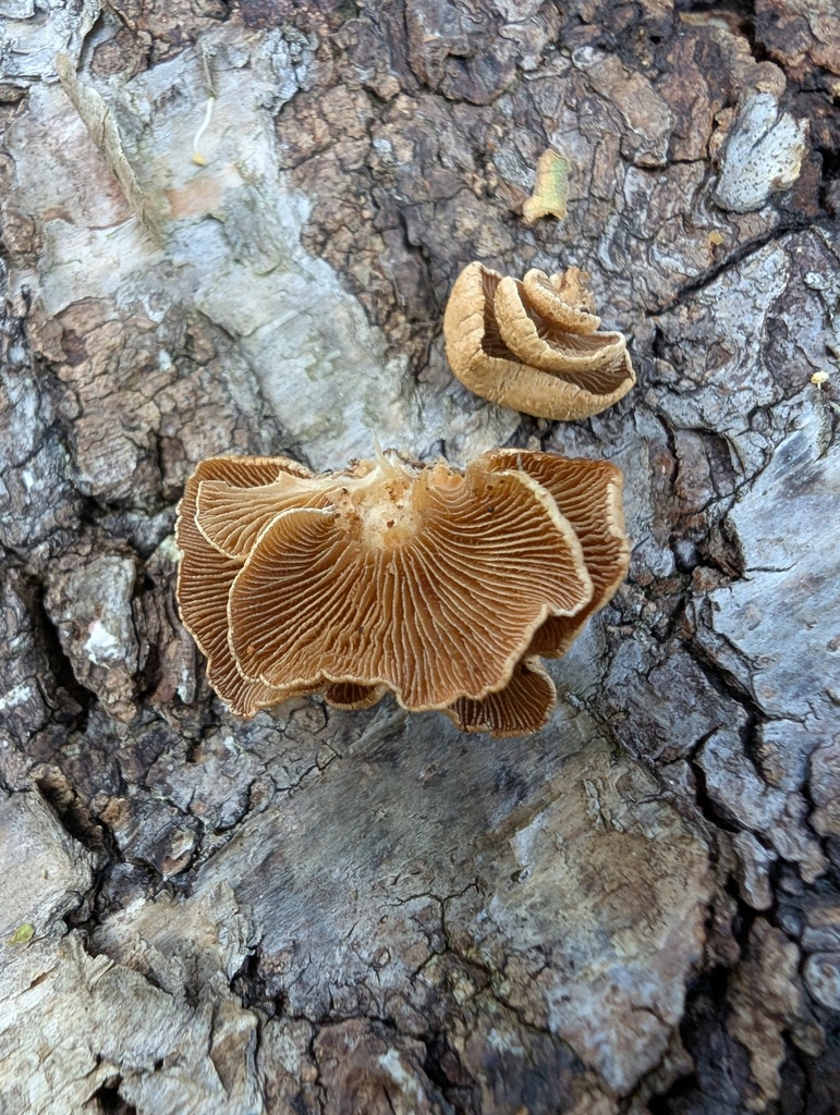 Panellus stipticus · September 2025 · photo: © atsushi_nakajima_cirque (iNaturalist, cc-by)