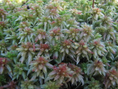 Sphagnum magellanicum