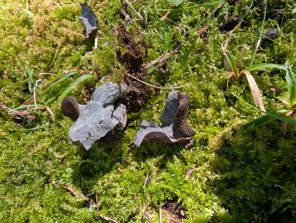 Craterellus cornucopioides · September 2025 · photo: © atsushi_nakajima_cirque (iNaturalist, cc-by)