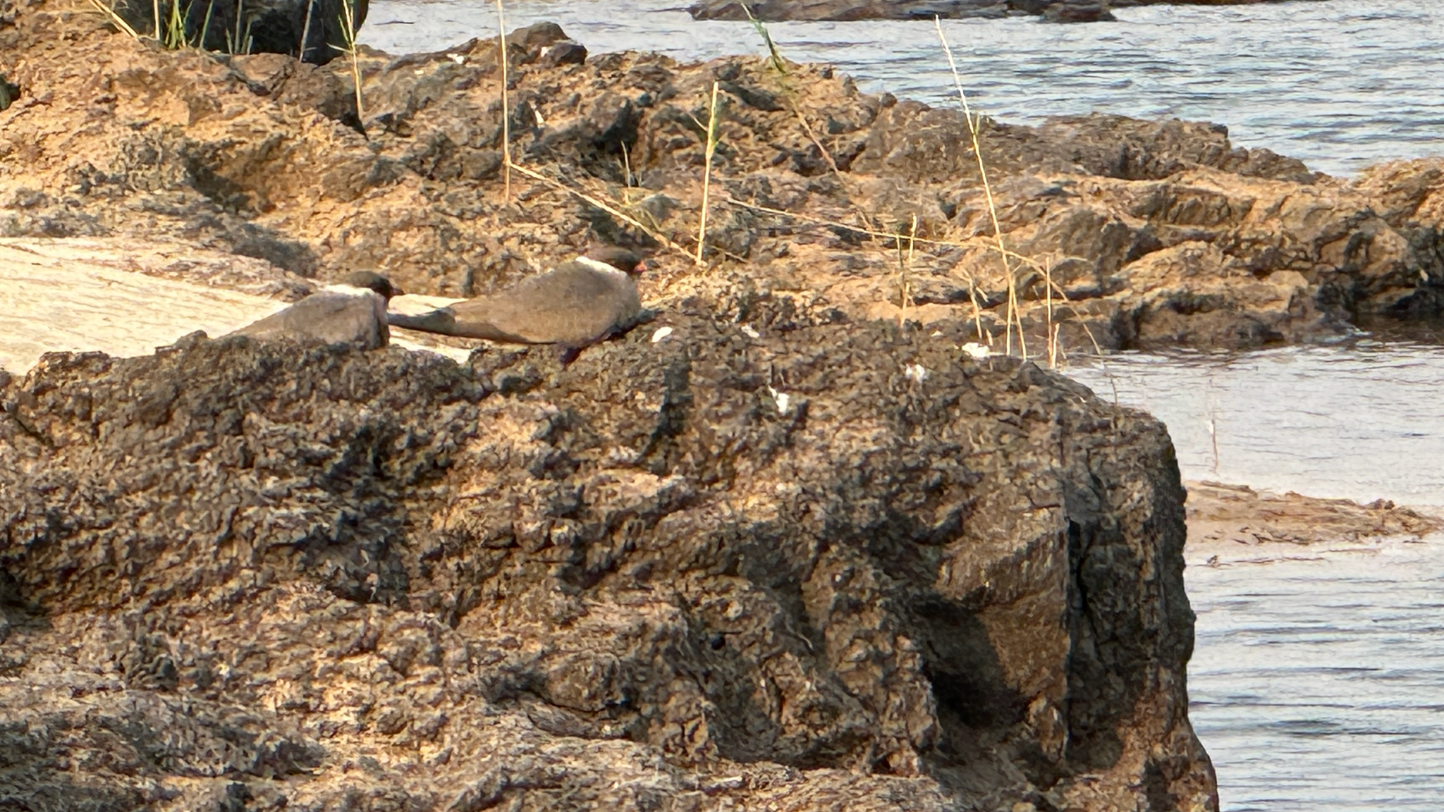 Rock Pratincole (Glareola nuchalis), photo 6
