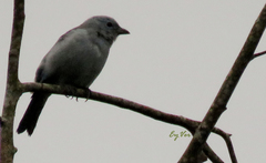 Thraupis palmarum